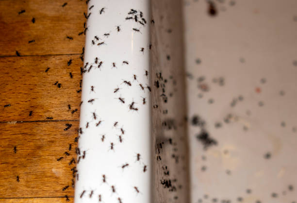 Best Ant Control Services  in Cohoes, NY